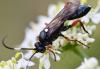 Vulgichneumon saturatorius